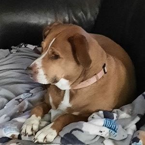 Meet your Posher, Rose